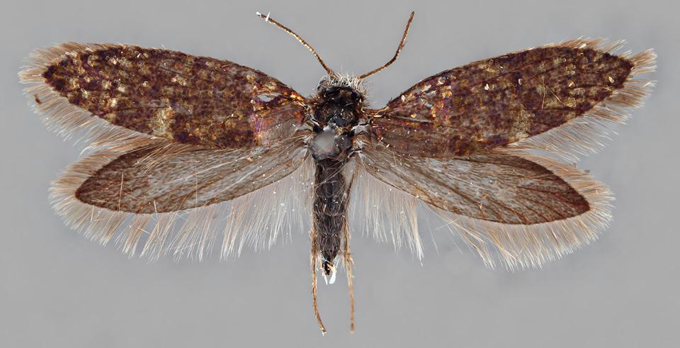 Eriocrania cicatricella (Zetterstedt, 1839) Kuva: J. Tyllinen Tuntomerkit. Siipiväli 9-12 mm. Pää tumman harmaanruskea, seassa vaaleanharmaata.