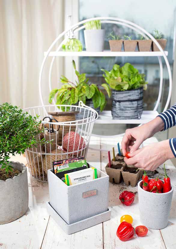 SILMU-seinäamppelia voit käyttää myös näppäränä telineenä pikkutarvikkeille. Näin onnistut taimikasvatuksessa 1Käytä kylvöihin pieniä taimipotteja ja vähäravinteista hiekansekaista taimimultaa.
