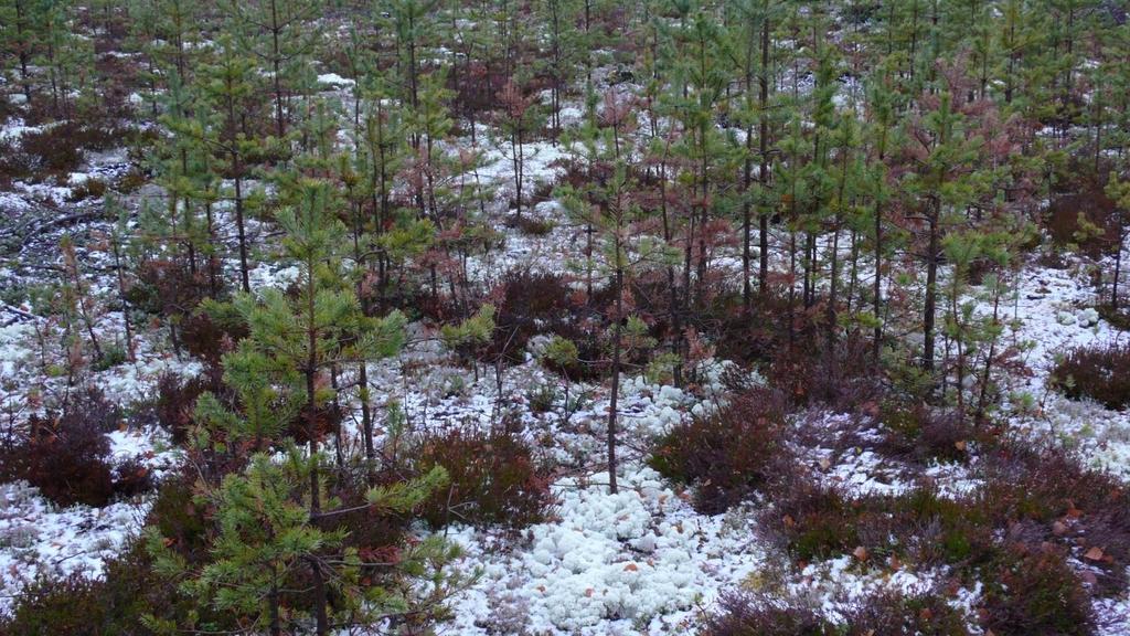 Aikaisempi (inventointi)tutkimus osoitti Kanervalaikut taimettuvat paremmin mutta kasvavat