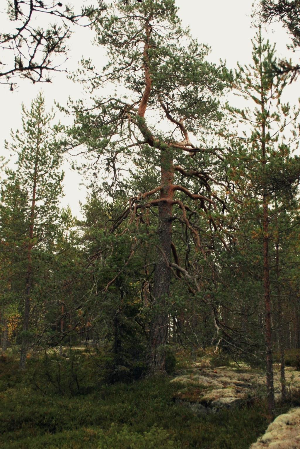 Tipulinkallion ja Laakavuoren välisessä laajassa notkelmassa kasvaa kookasta, vaihtelevan tiheää sekametsää. Pääpuulajeja ovat kuusi, koivu ja haapa.