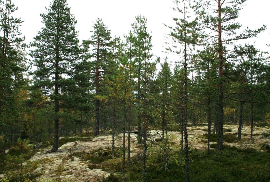Laakavuoren kalliomännikköä.
