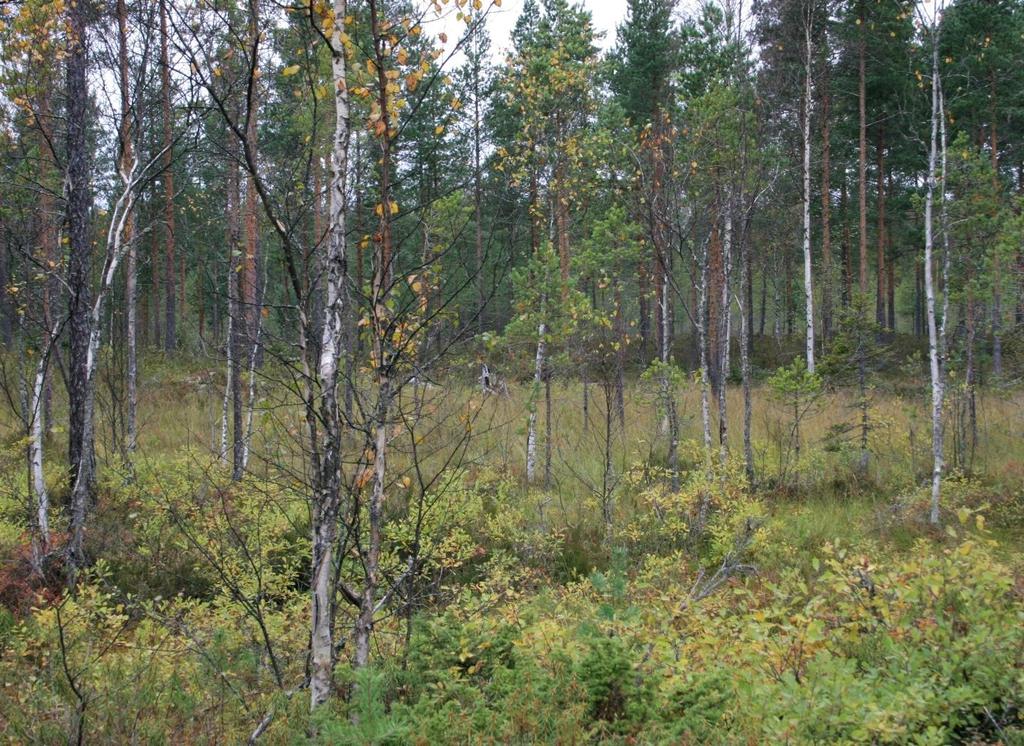 Jyrkänteen pohjoispuolinen