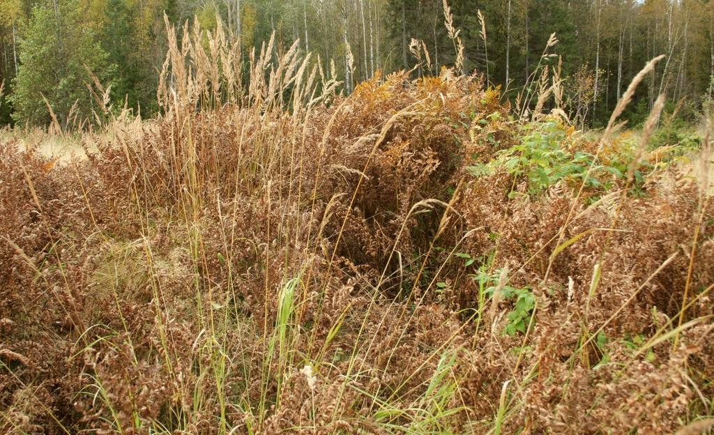 Lähteikköalueen sananjalkakasvustoa. Olavi Yli-Vainio 2012. 4.