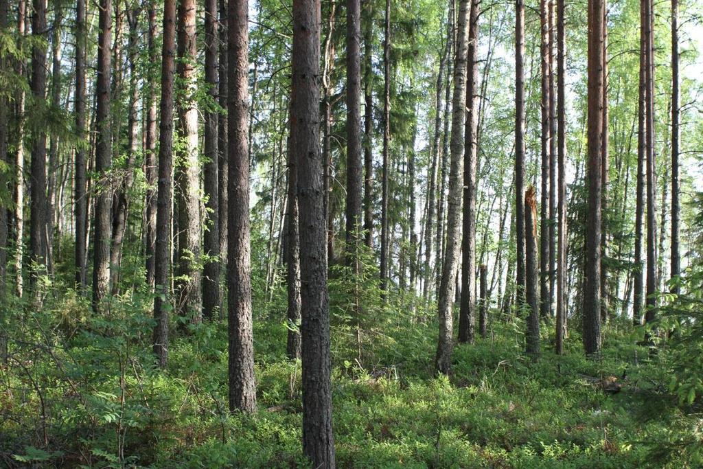 FCG Suunnittelu ja tekniikka Oy Kaavaselostus 8 (44) Kuva 8. Selvitysalueelle tyypillistä, nuorta ja harvennettua mäntykangasmetsää.