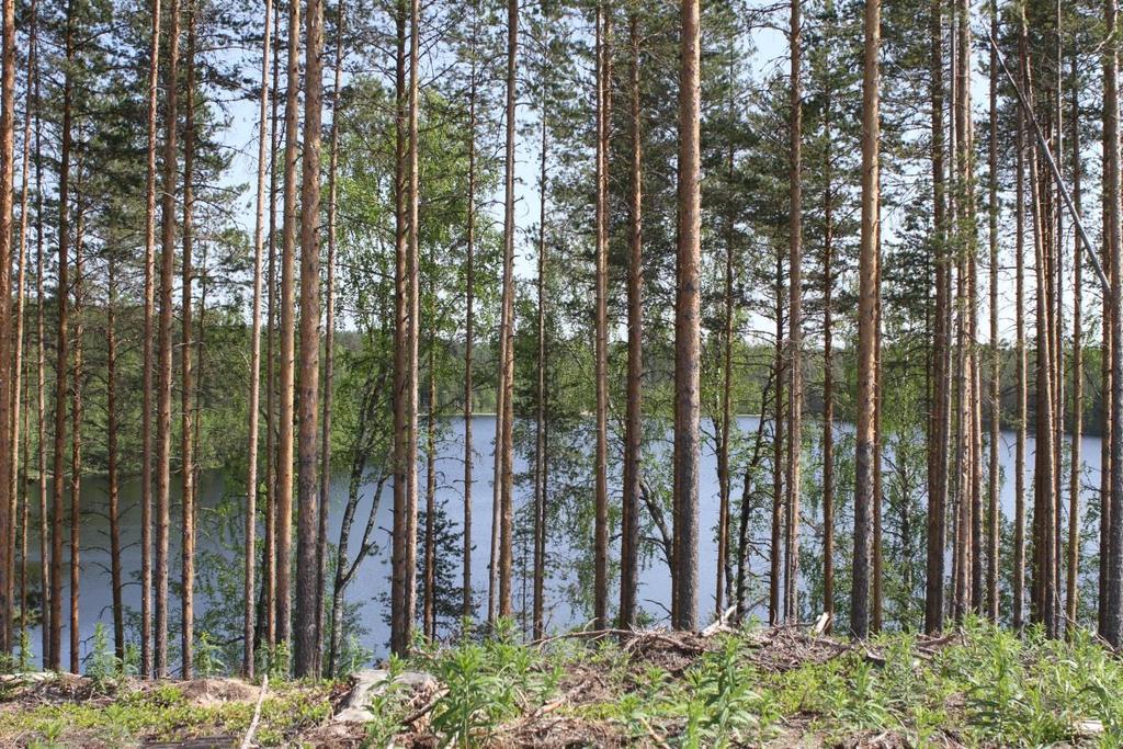 FCG Suunnittelu ja tekniikka Oy Kaavaselostus 9 (44) Kuva 9. Avohakkuu rajautuu rannassa kapeaan puureunukseen Hautalammen länsirannalla. Kuva 10.