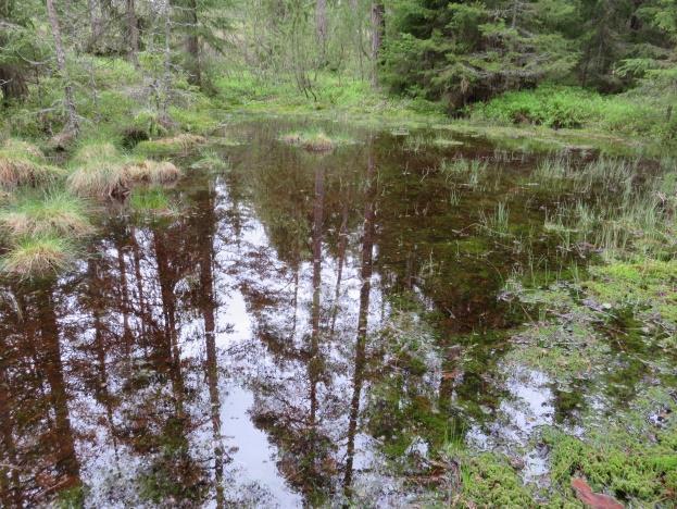 kurjenjalka, suopursu, tupasvilla, suomuurain, metsäkorte, mustikka, puolukka, variksenmarja, jokapaikansara ja viiltosara. Puusto on pääosin mäntyä, mutta suon reunalla kasvaa myös hieskoivua.