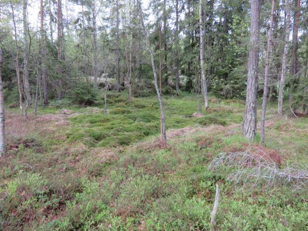 Lajistoon kuuluvat sammaleiden ja jäkälien lisäksi pelto-orvokki, ahosuolaheinä, ketohärkki ja ketohanhikki. Toimintasuositus.