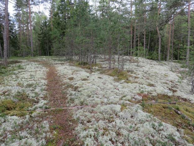 T201601 7 Kuvat 7 ja 8. Karukkokalliota osa-alueella 2 ja oikealla kolmimetrinen jyrkänne osa-alueella 3.