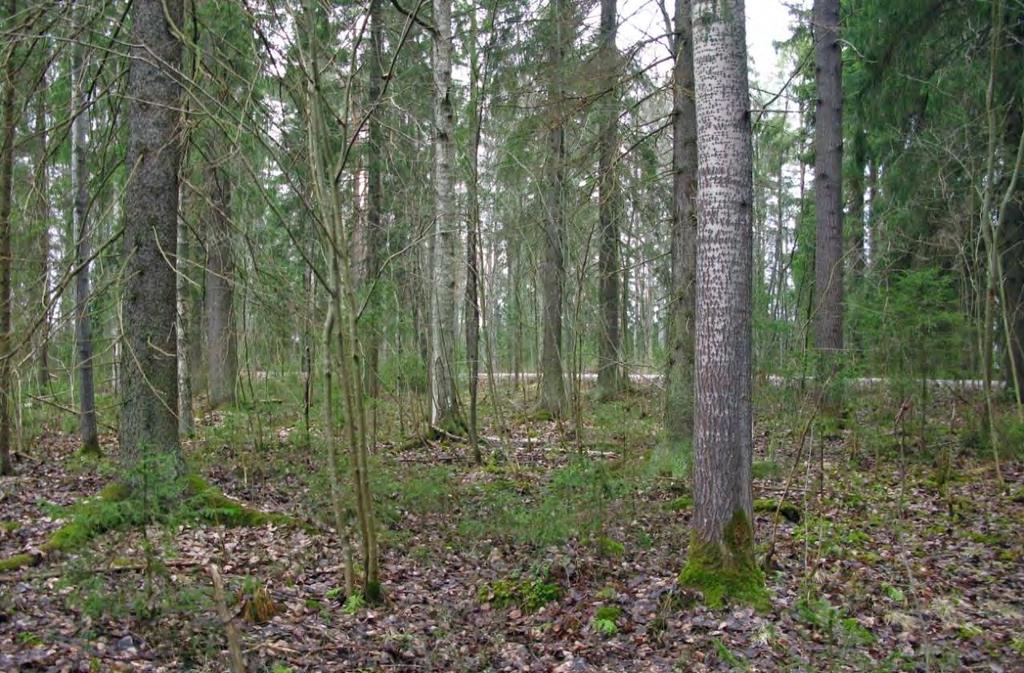 FCG SUUNNITTELU JA TEKNIIKKA OY Raportti 7 (12) Kuva 3. Sammallahden liito-oravametsää. 2.