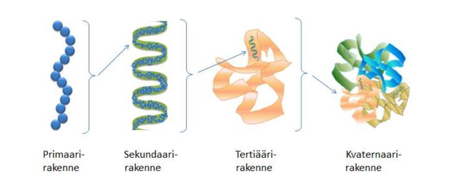 25 Kuvio 4. Proteiinien neljä eri rakenneastetta (Kyntäjä 2014, 16). 3.3.2 Denaturoituminen ja koaguloituminen Proteiineilla on kyky sitoa vettä, sekä muodostaa vaahtoa ja emulsioita.