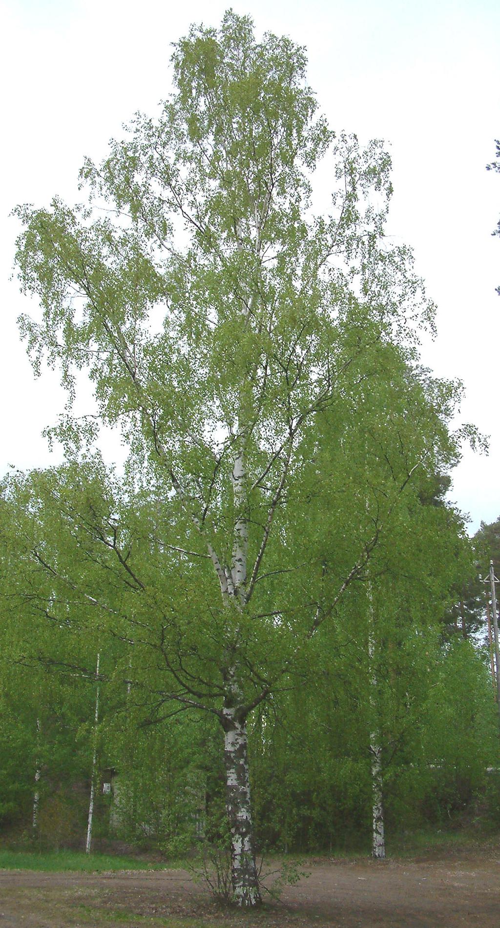 10 Kuva 2. Betula pendula (4.) Tässä työssä tarkasteltu koivusulfaattisellu tuli Äänekosken tehtaalta. 3.3 Eukalyptus Eukalyptuksen suosio sellun raaka-aineena on kasvanut kasvamistaan.