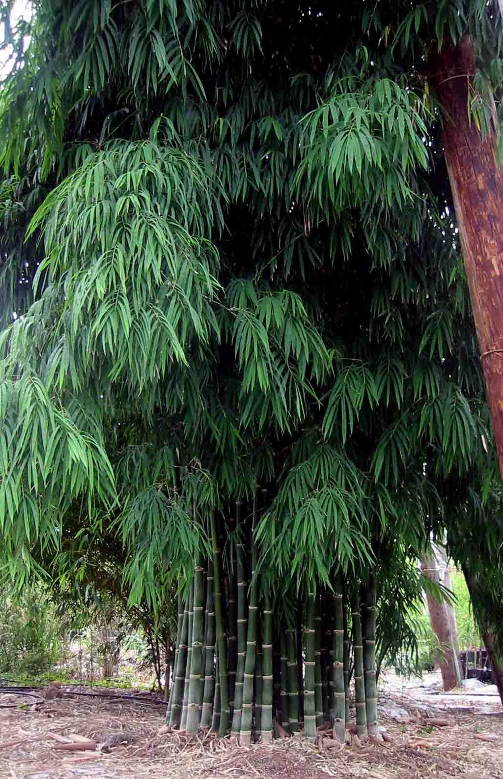 13 Bambusa vulgaris (kuva 5) on kenties laajimmalle levinnyt bambulaji. Se viihtyy lähes kaikkialla trooppisessa sekä subtrooppisessa ilmastossa.