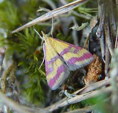 Verikirjokoisa (Pyrausta sanguinalis) on saaristomeren paahteisten kangasajuruohoa kasvavien hietikoiden tyyppilaji.