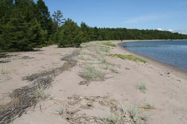 Sandön perhosselvityksiä 2008 ja Dragetin hoitosuunnitelma 7 Kuvat