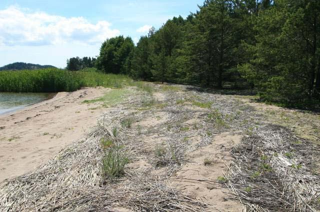 1) on hyvälaatuinen, mutta rannalle kasautuneet ruo onkorret