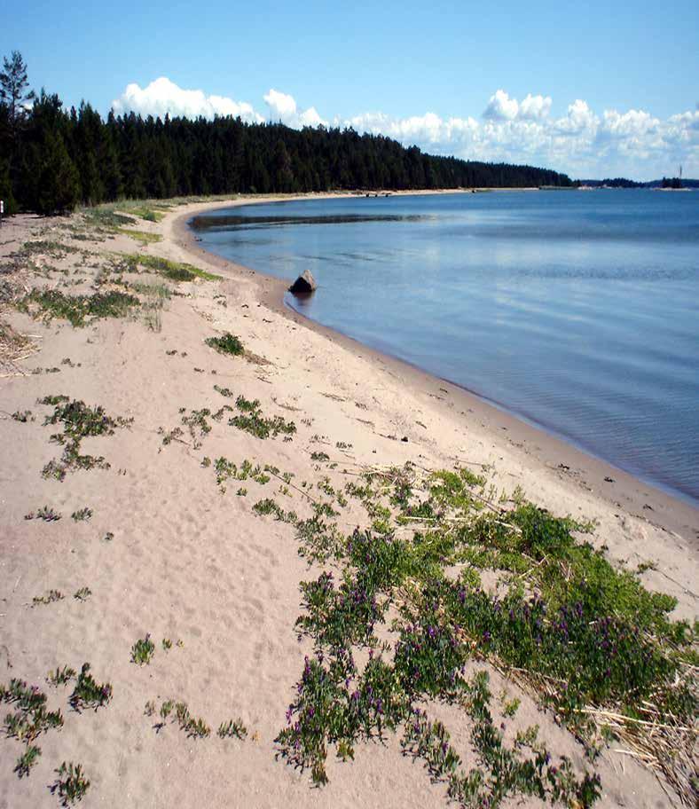 Nauvon hiekkarantojen uhanalaisten