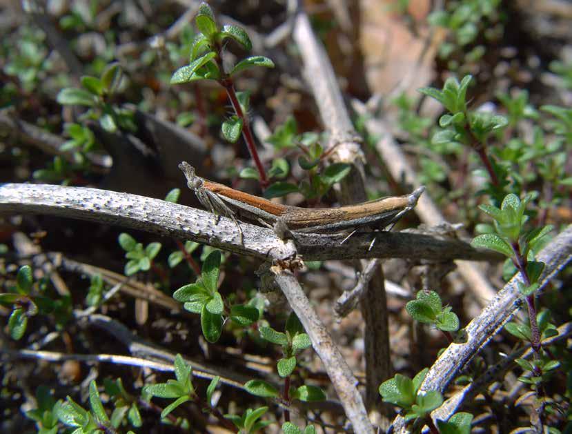 Sandön alueen hiekkarantojen erityisesti suojeltavia uhanalaisia perhoslajeja Hietikkokoisa (Pima boisduvaliella) on Sandön hiekkarantojen uhanalaisista perhoslajeista merkittävin.