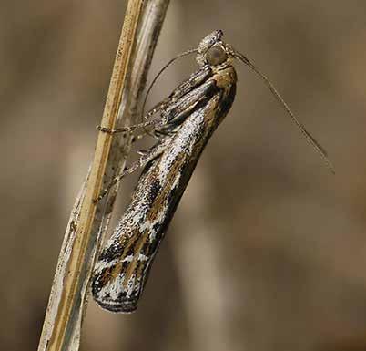 Suomessa esiintyy kaksi erittäin uhanalaista arokoisalajia, pikkuarokoisa (Pempeliella dilutella) ja isoarokoisa (P. ornatella).