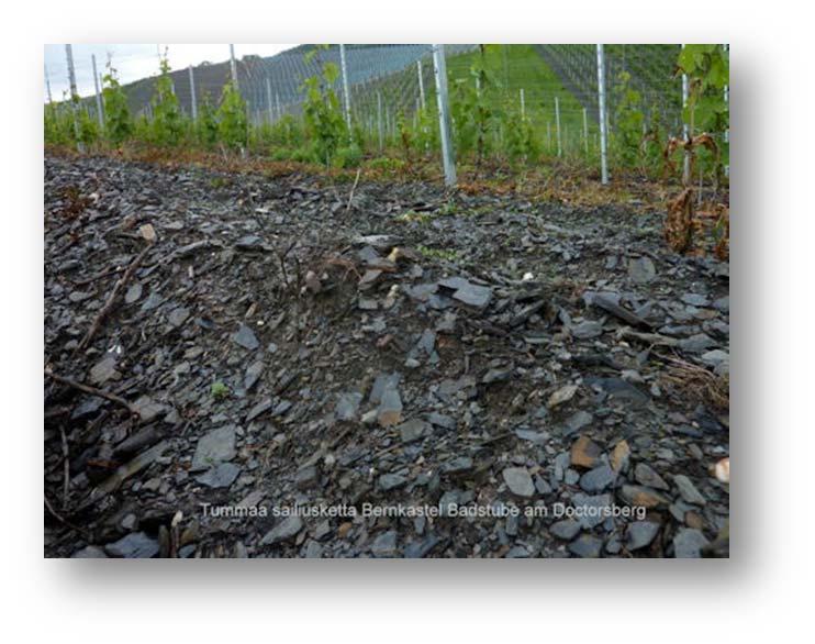 Lajikkeista Riesling lohkaisee noin 60 prosenttia viljelysalasta, Müller Thurgau (Rivaner) 20 prosenttia.