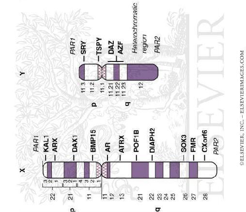 Tiedetään, että tummissa raidoissa on paljon A-T emäspareja ja tämä DNA replikoituu myöhemmin solusyklissä. Tummat raidat sisältävät tiiviisti pakattua kromatiinia.
