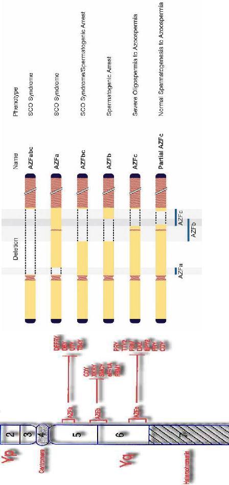2001). The end point is a chromatin structure that is unique to the inactive X.