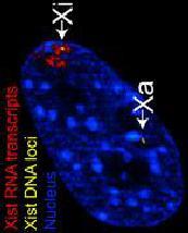 (b) Silenced chromatin in the Xi is coated by Xist RNA potentially via specific DNA motifs (green).