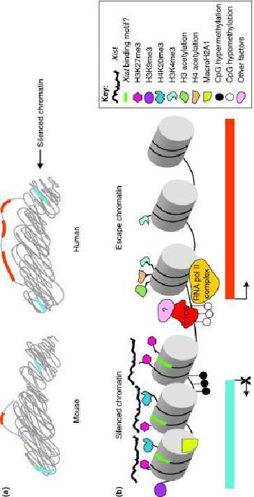 CpG islands. Insulator sites bound by the insulator protein CTCF, together with unknown factors (as denoted by the '?'), may separate inactivated genes (blue bar) from active genes (orange bar).