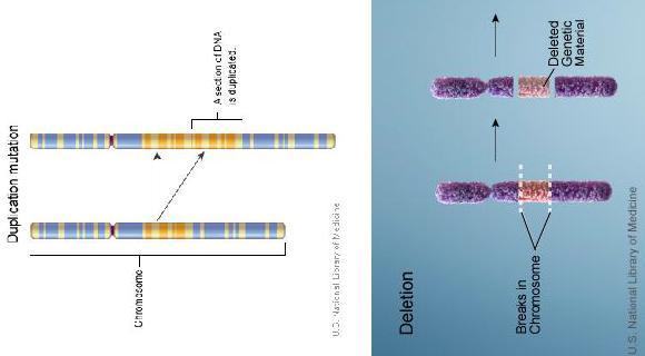 Duplikaatio, deleetio, rengaskromosomi, insertio Duplikaatio kromosomialueen tai osan DNA:n kahdentuminen tai monistuma Deleetio kromosomialueen häviämä Kromosomitutkimuksen kliininen käytt k yttö
