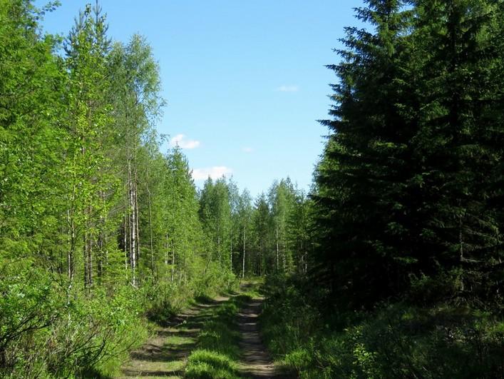 Soistunut tasainen rantavyöhyke. Kuva.