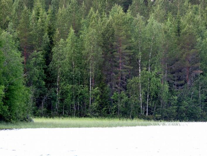 Laaja moreeniharjanne, nuorta tiheää