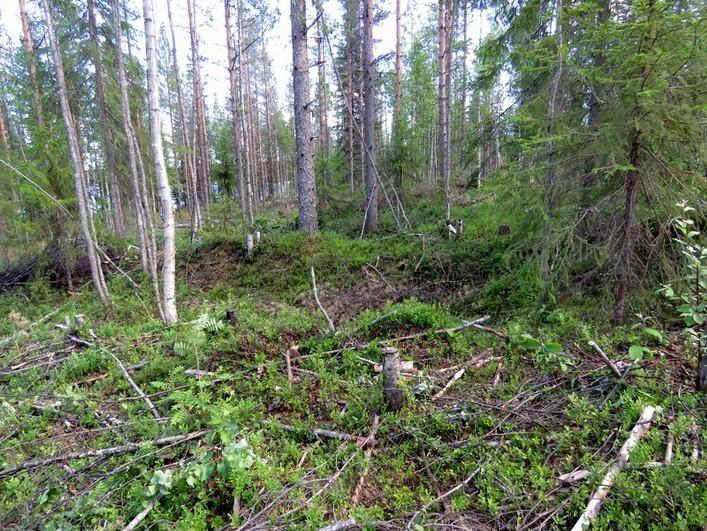 matala soistunut ranta, tiheää rehevää