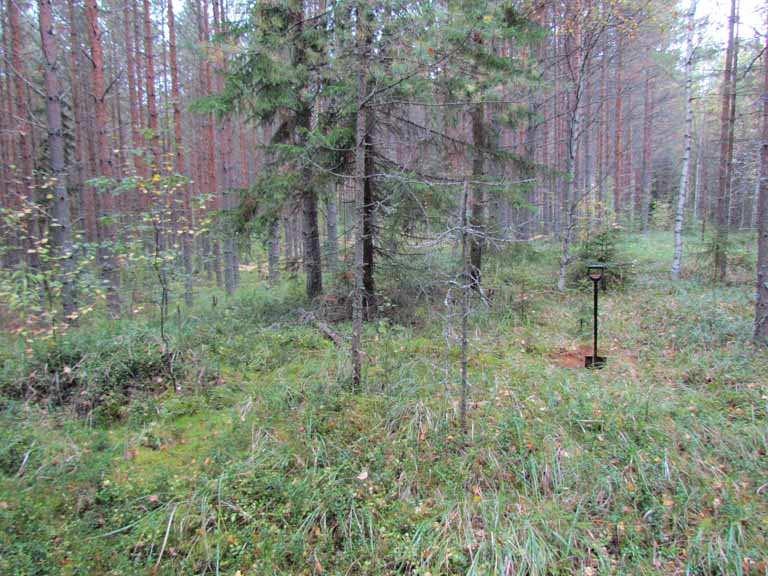 2. HIETANIEMI 2 Kuva 1. Hietaniemen kivikautinen asuinpaikka ja sen muinaisrantaterassi kuvattuna lounaasta. Yksi paikalle tehdyistä koepistoista kuvassa olevan lapion kohdalla.