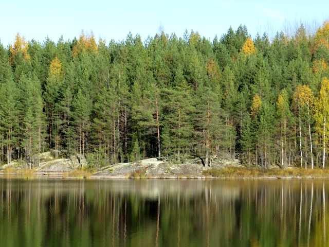 ClT -männikköä rantakalliolla, saaren sisäosien nuoret mäntymetsät ovat MT -kangasta. Kuva 23 Rantalajisto indikoi dys-oligotrofista vettä. Kuva 24.