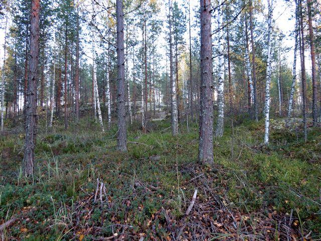 12 Saaren keskiosien metsät ovat nuorta tai korkeintaan keski-ikäistä, harvennettua männikköä (MT, korkeimmilla kallioilla VT ja ClT) 