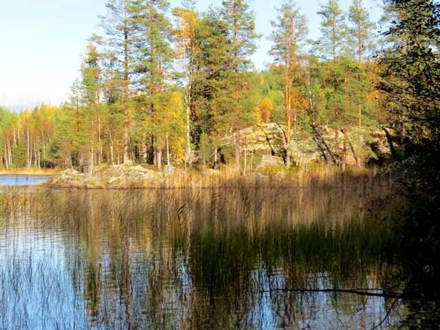 järviruokoa ja rantaluikkaa (Kuva 31.). Lahden perukan kuusta kasvava kangaskorpi on ojitettu ja perukan kautta kulkee paikallistie.