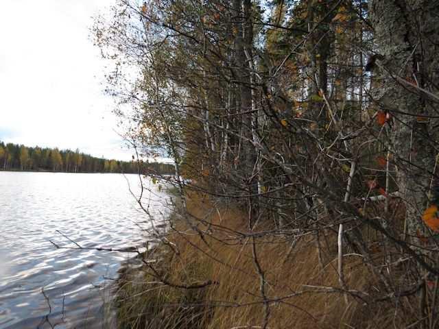 . Metsät todettiin nuoreksi tai korkeintaan keski-ikäiseksi mäntymetsäksi, notkelmissa oli paikoin todettavissa myös nuorehkoa kuusikkoa (MT).