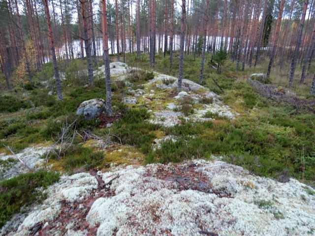 Vesikasvilajisto ja rantojen kasvilajisto indikoivat dystrofista vettä (Kuva 10.). Vesi todettiin hyvin ruskeaksi. Kuva 9. Nuorta ClT- ja VT -männikköä pohjoiseen kuvattuna.