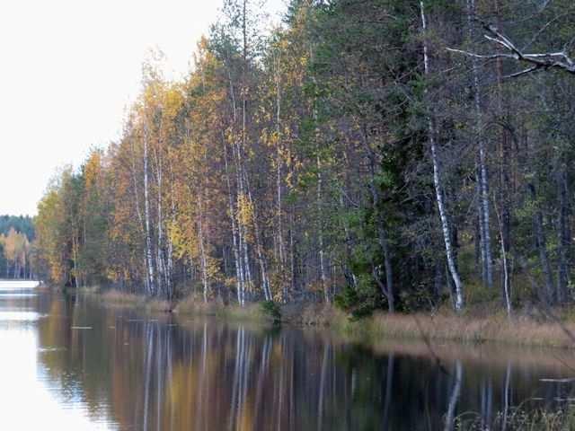 Uhanalaisia tai rauhoitettuja kasvilajeja ei todettu. Alueella ei todettu liito-oravaa, merkkejä liito-oravan oleskelusta alueella tai liito-oravalle soveliasta elinympäristöä.