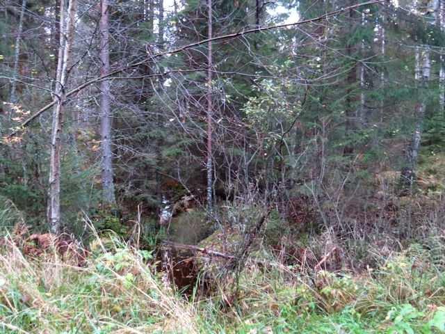 9 Kuva 17. Syvimpien notkelmien ojitettua korpea Messijärven itärannalla. Kuva 18. Jyrkkää rinnemetsää Messijärven itärannalla (MT -kangasta). Kuva 19.