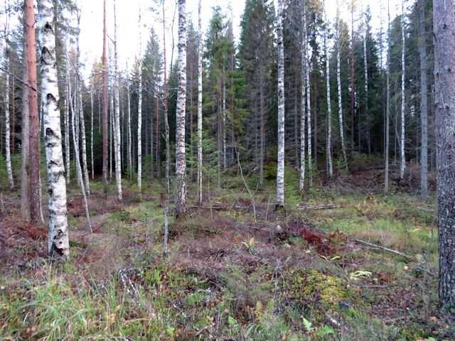 Lammassaaren pohjoisranta on matalaa ja kivistä ja pienien silokallioniemekkeiden ansiosta rantaviiva polveilee voimakkaasti.