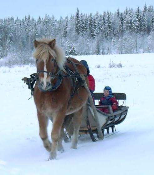 Kuvataide ja elänten hoito käsi kädessä luonnossa liikkumisen kanssa antavat huikeita kokemuksia.