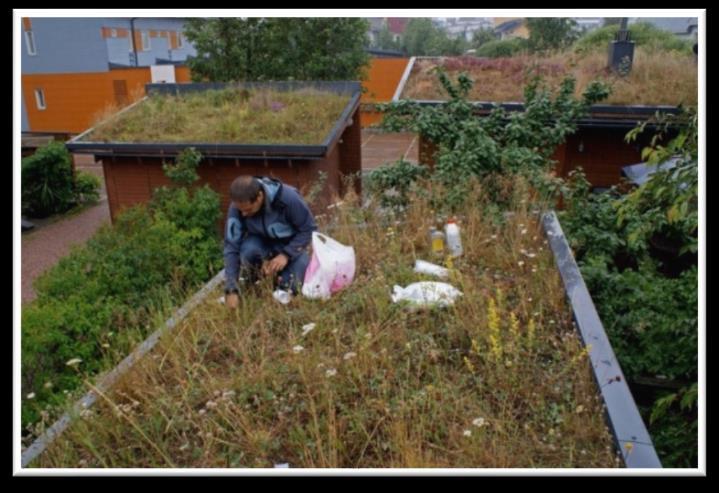 (SLU) Susanna Lehvävirta VTM, jatko-opiskelija Marja