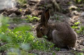 32 Metsäjänis (Lepus timidus) Jäniksestä oli yksi luu, takajalan sormiluun pala. Metsäjänis Hylkeet (Phocidae) Hylkeiden luut olivat peräisin raajoista, yksi fragmentti lisäksi olkaluusta (humerus).