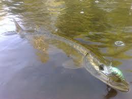 33 Hauki (Esox lucius) Hauen luita tavataan yleisesti lähes kaikissa kivikautisissa luuaineistoissa. Hauki on Suomessa yleinen kala ja sitä esiintyy koko maassa.