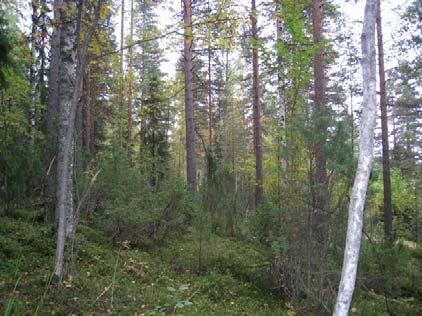 Kuusivaltaisilla kuvioilla esiintyvät yleisinä putkilokasvilajit mustikka, käenkaali, oravanmarja, metsälauha ja metsäkastikka. Lehtolaikkujen lajistoa ovat edellä mainittujen lisäksi mm.