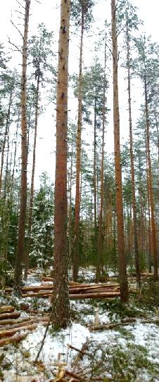 Harvennushakkuut Tavoitteena suojapaikkojen ja ravinnon turvaaminen sekä metsäpeitteisyys Ennakkoraivaus vain ainespuuston tyville alikasvospuiden ja pensaiden