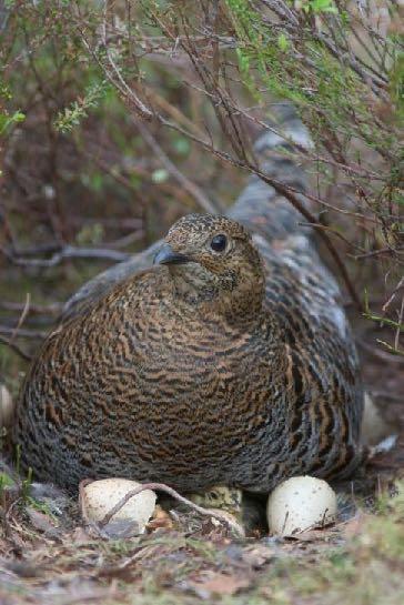 27 Kuva: Hannu Huttu Uudistusalan käsittely Riistatiheiköt ja säästöpuuryhmät Raivauksen välttäminen Luontaisesti syntyneen taimiaineksen hyödyntäminen Maanmuokkaus vain