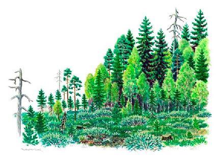 Eri-ikäisrakenteinen metsänkasvatus Pienaukko- ja poimintahakkuut säilyttävät metsän peitteisenä ja luovat vaihtelua Aluskasvillisuutta ja varvustoa on