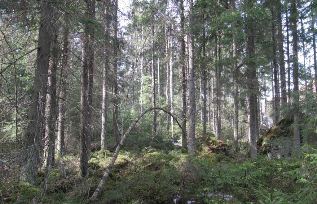 12 Kuva 8. Kuvion 6 vanhaa kuusivaltaista sekametsää. Kuvio 7: Valtatie 3:n rajoittuva kuvio luokiteltiin liito-oravalle soveltuvaksi.