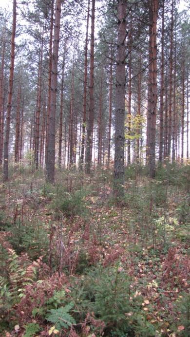 Hienompijakoisella ja tuoreella MT -metsätyypin (OMT -piirteitä) maaperällä kasvaa komea istutettu tai luontaisesti syntynyt kohtalaisen tasaikäinen männikkö.